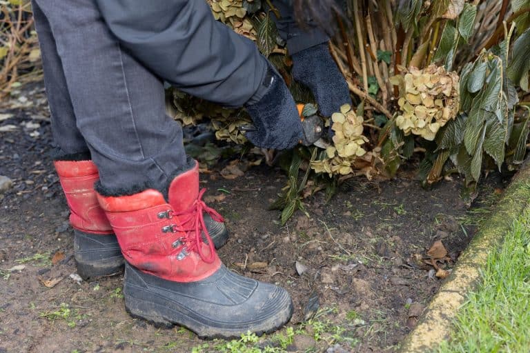 The Importance of Winter Pruning for Stronger Spring Growth