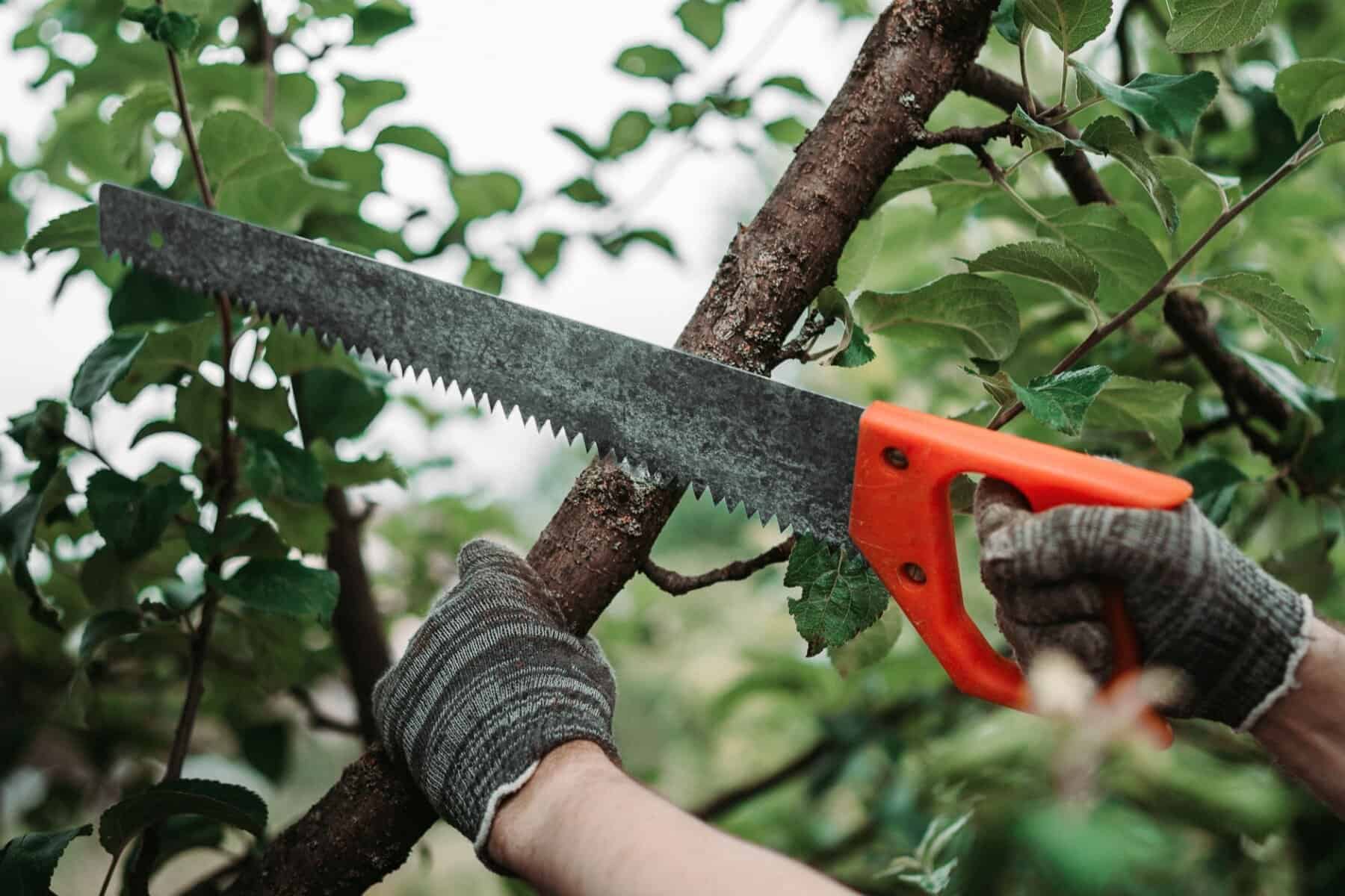 How Expert Tree Surgeons Can Enhance Your Business Environment in 2026