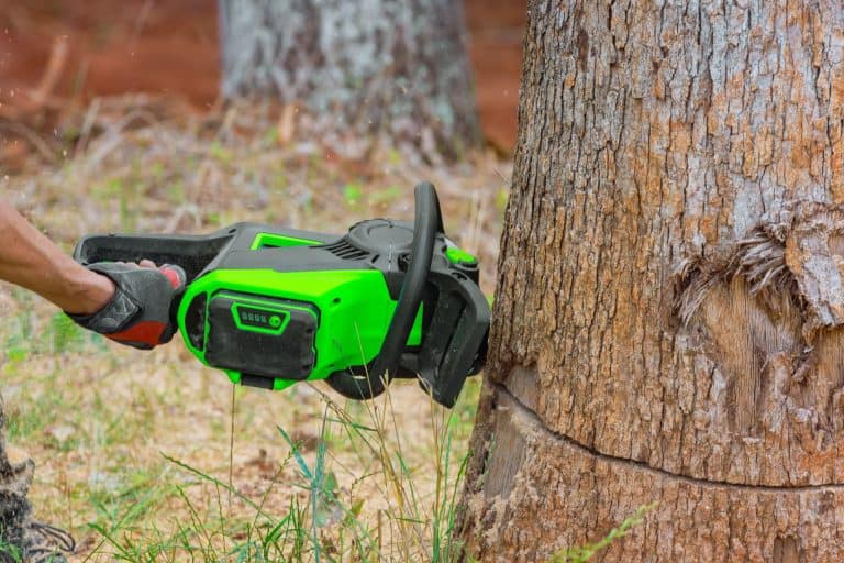 Behind the Scenes: What Really Happens During a Professional Tree Surgery Visit
