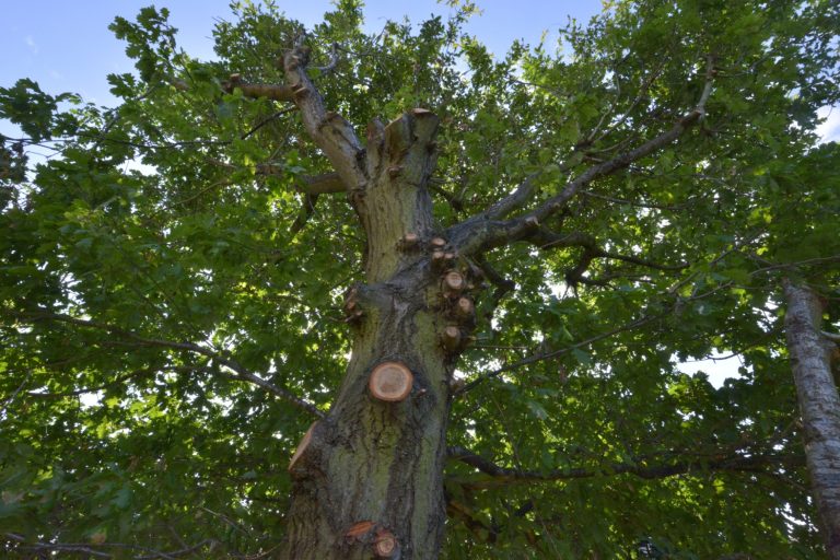 Behind the Scenes_ What Really Happens During a Professional Tree Surgery Visit