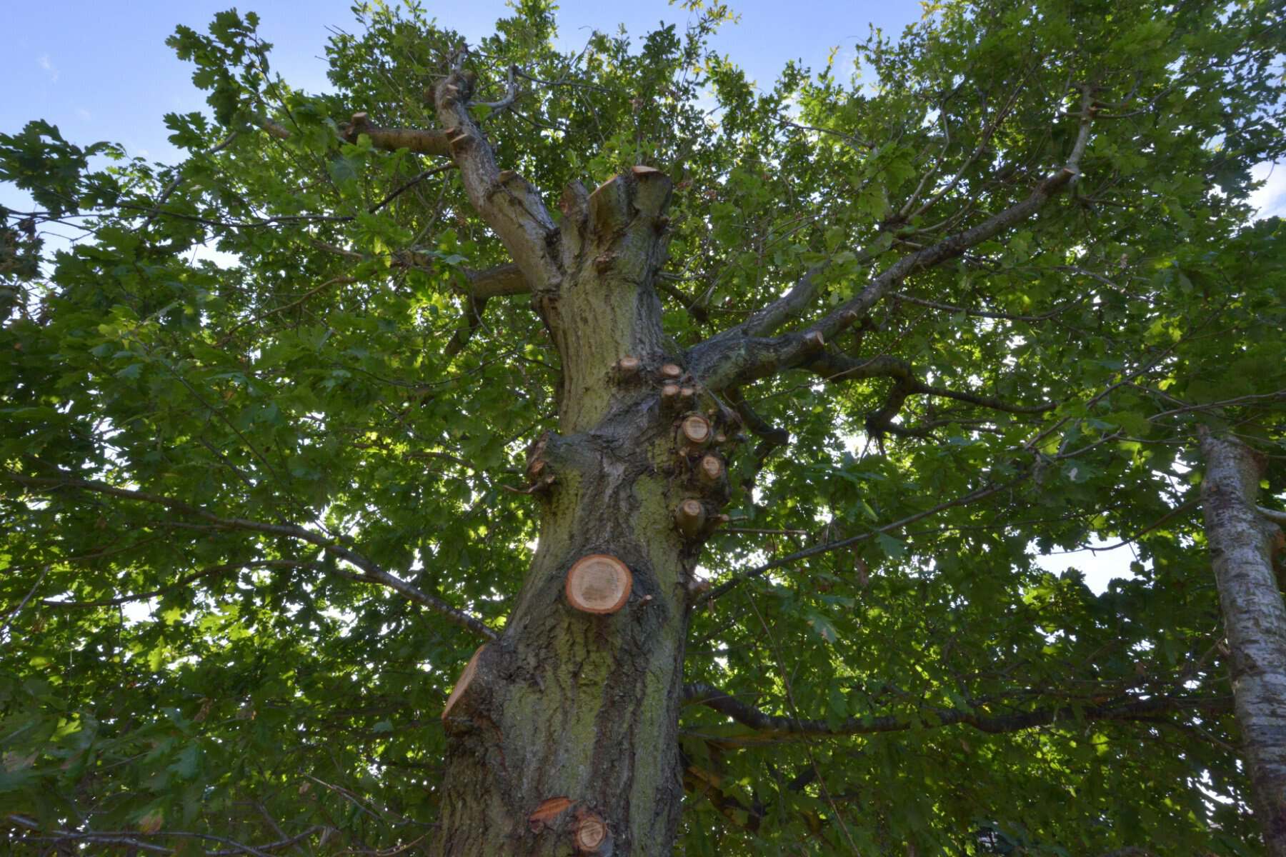 Behind the Scenes_ What Really Happens During a Professional Tree Surgery Visit