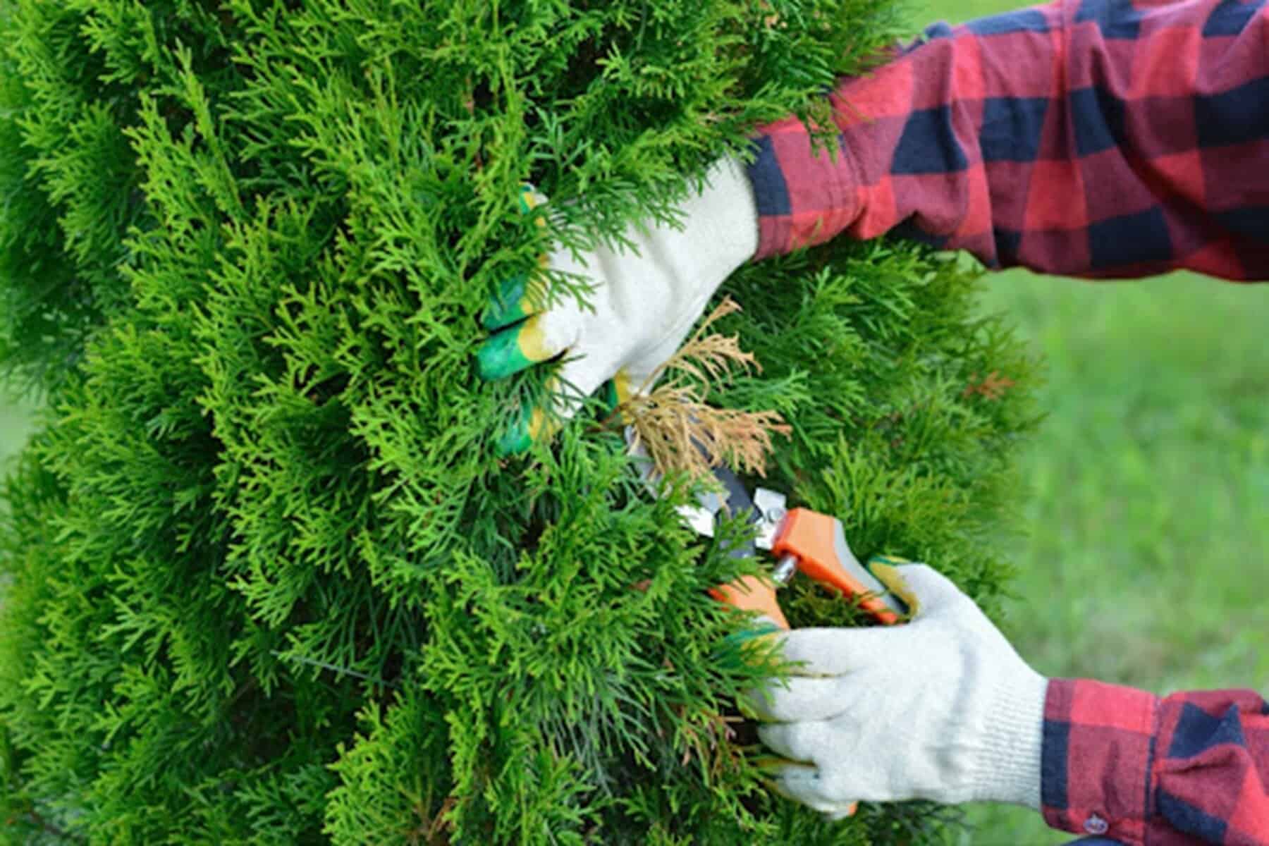 Your Essential Spring Tree Care Checklist: Protect, Prune & Prepare Your Garden for Growth