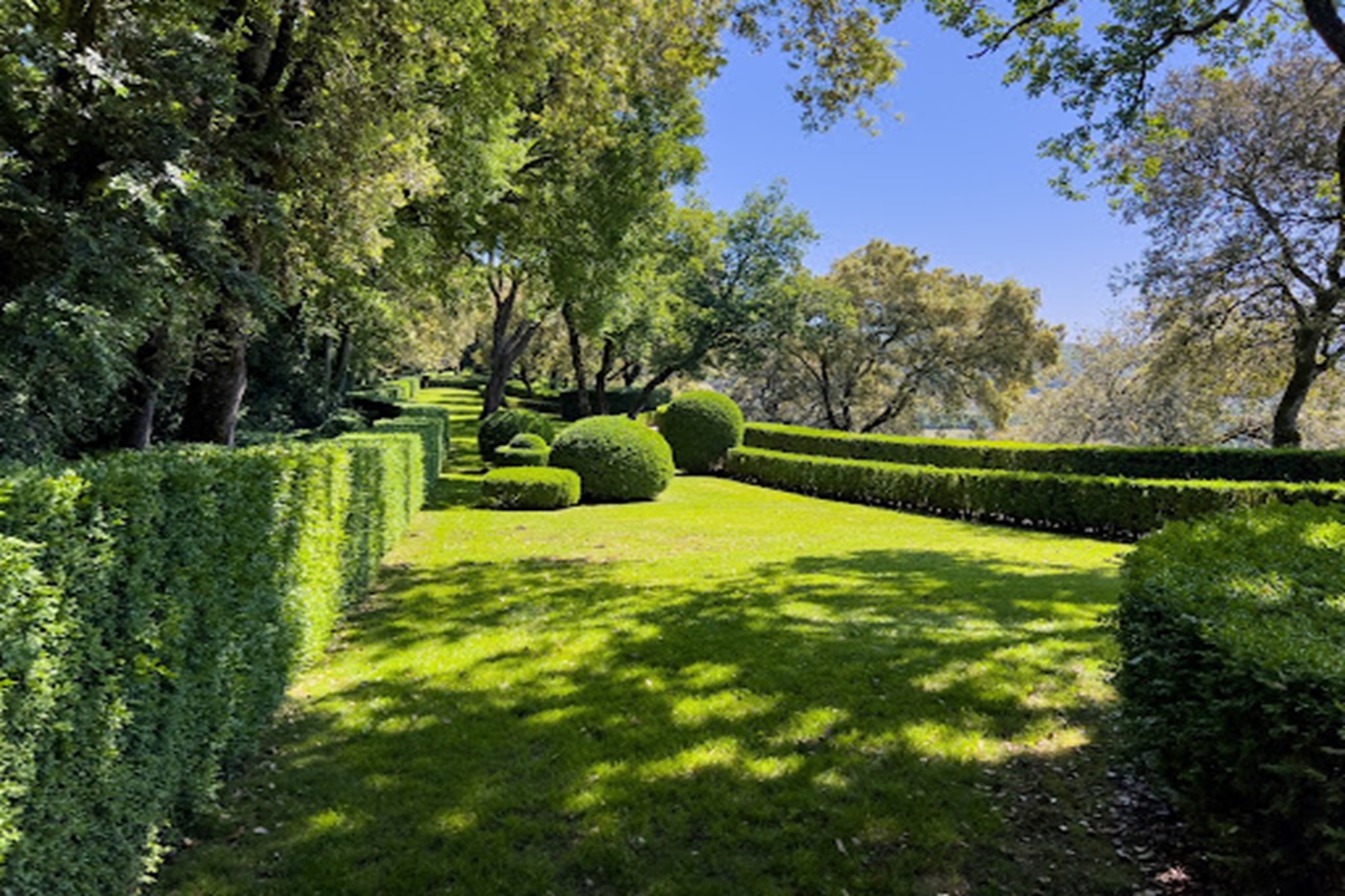 Trim or Remove? Choosing the Right Solution for Your Hedge