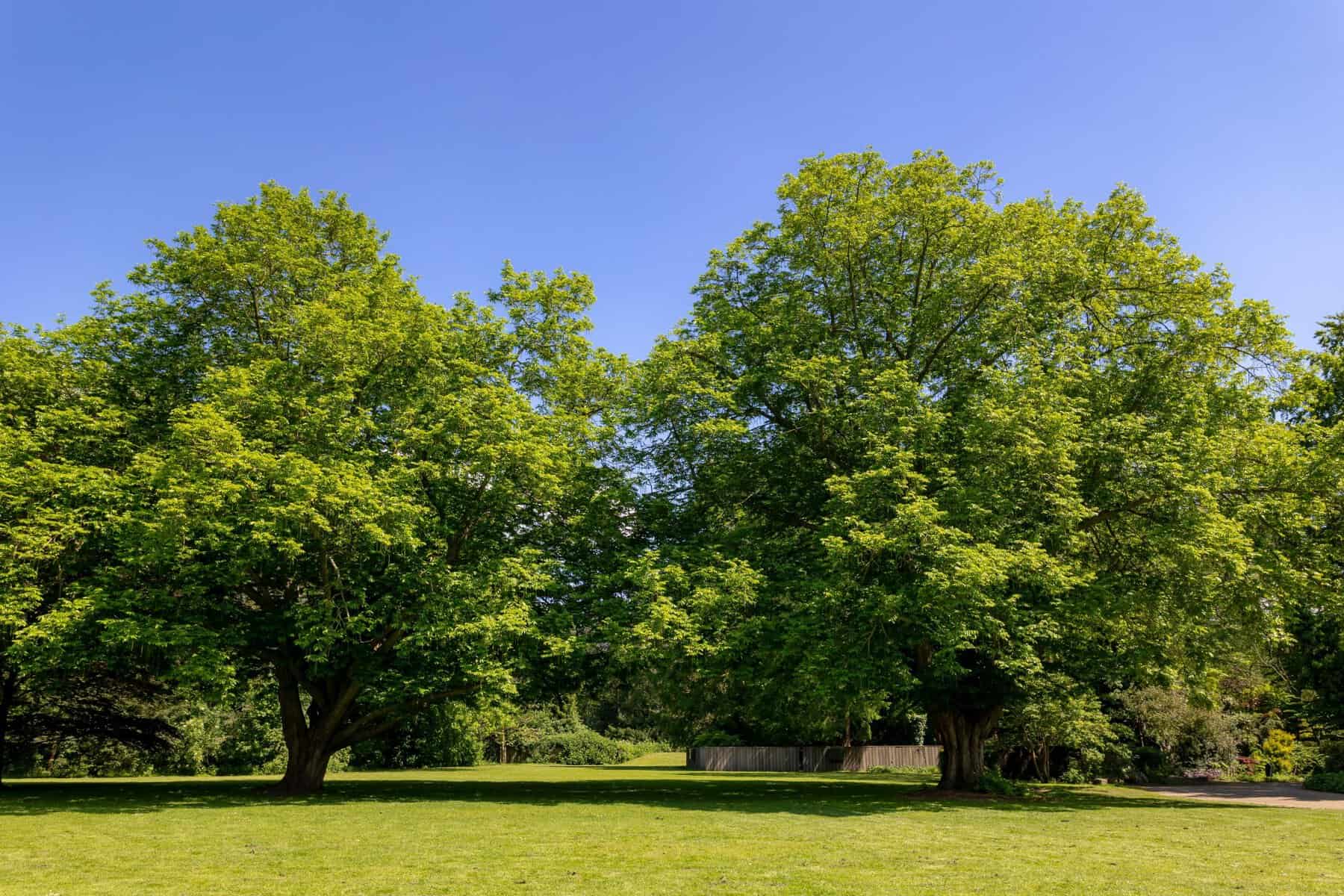 Don’t Ignore the Warning Signs: 5 Clues Your Trees Need Expert Care 3 Don’t Ignore the Warning Signs: 5 Clues Your Trees Need Expert Care