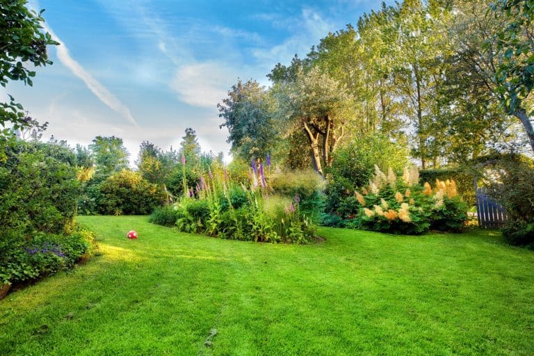 When the Rain Stops: How to Protect Your Trees During a Summer Drought