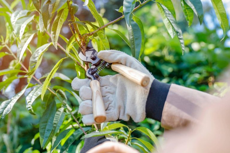 Crown Reduction, Thinning or Lifting Which Tree Pruning Method Does Your Garden Need